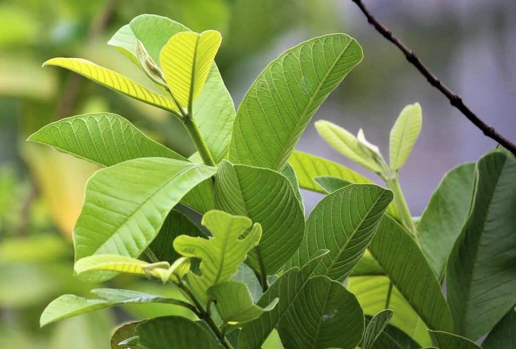 guava leaves for hair growth