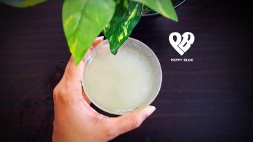 Aloe Vera Gel at Home