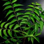 Neem face pack