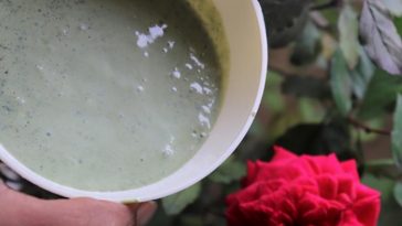 tulsi face pack for pigmentation