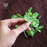 Mint leaves