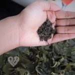 homemade neem tulsi toner