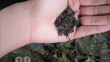 homemade neem tulsi toner