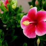 hibiscus flower