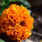 marigold flower