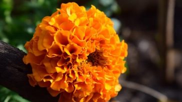 marigold flower