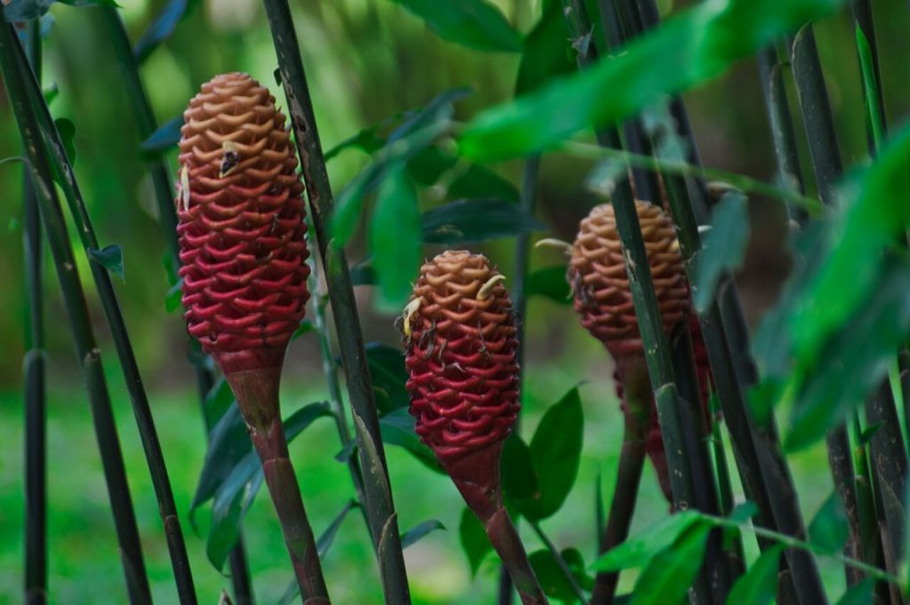 8 Benefits of Shampoo Ginger Lily For Hair Peppy Blog