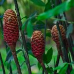 Shampoo Ginger Lily